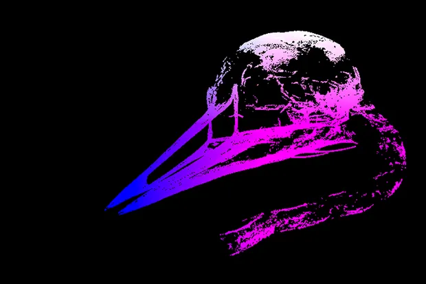 A bird skull reconstructed from a point cloud.